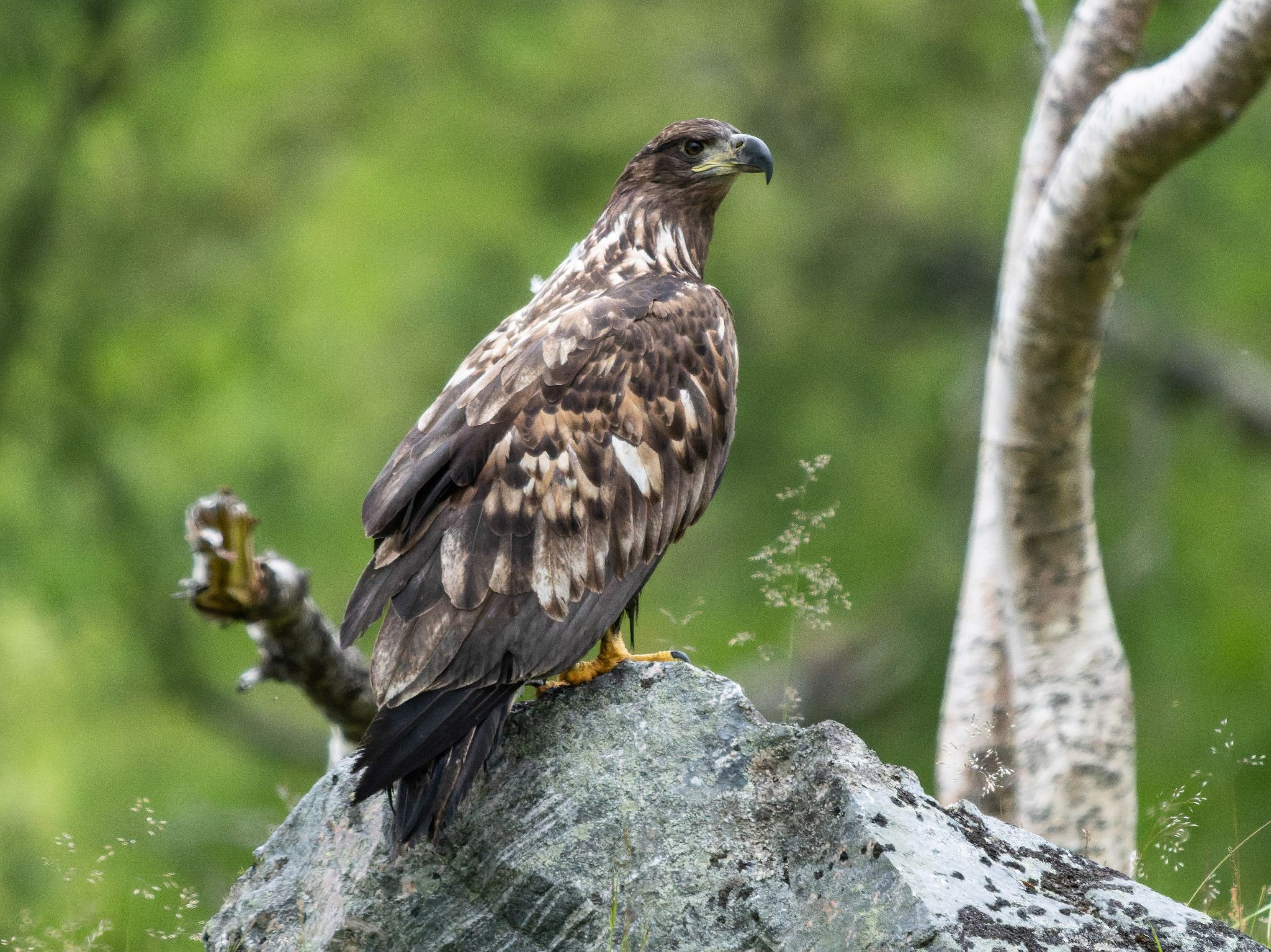 Seeadler